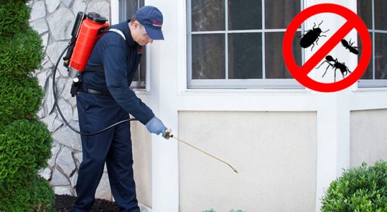 Zeytinburnu Fare İlaçlama böcek ilaçlama ve haşere kontrolü — ilaclama-tr.com